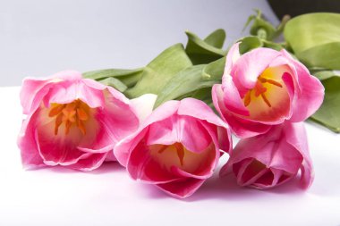 Güzel parlak pembe laleler