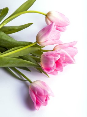 Güzel parlak pembe laleler