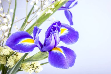 kar crocus pitoresk bir buket bir parçası olarak