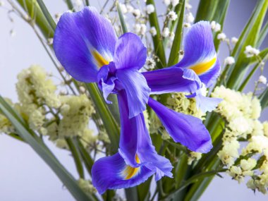kar crocus pitoresk bir buket bir parçası olarak