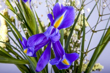 kar crocus pitoresk bir buket bir parçası olarak