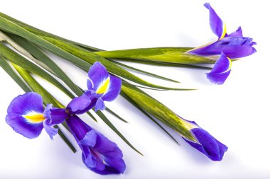 Beyaz bir arka plan üzerinde kar Çiğdem