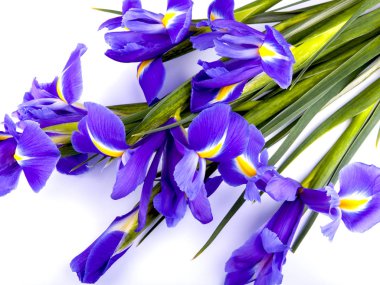 Beyaz bir arka plan üzerinde kar crocus buket