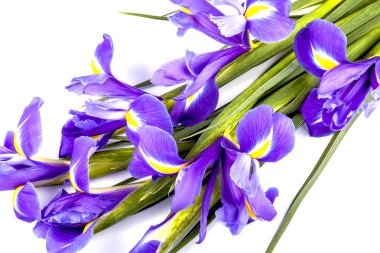 Beyaz bir arka plan üzerinde kar crocus buket