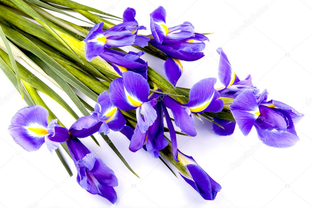 bouquet of snow crocus on a white background