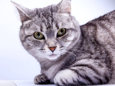 Güzel gri kedi