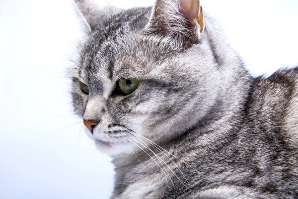 Beautiful Gray Cat — Stock Photo, Image