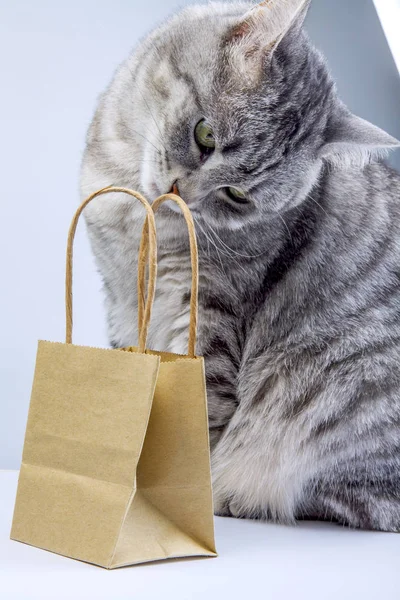Beautiful Gray Cat Paper Package Purchases — Stock Photo, Image