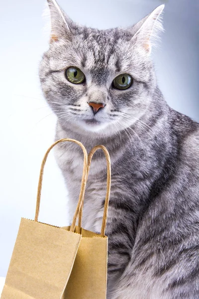 Beautiful Gray Cat Paper Package Purchases — Stock Photo, Image