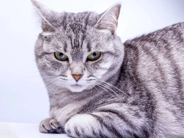 Hermoso Gato Gris —  Fotos de Stock