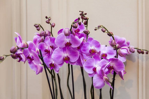 Las Orquídeas Hermosas Interior —  Fotos de Stock