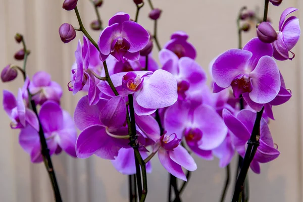 Las Orquídeas Hermosas Interior —  Fotos de Stock
