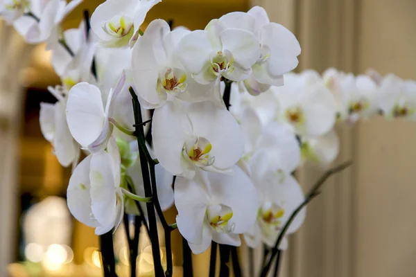 Красивые Орхидеи Внутри — стоковое фото