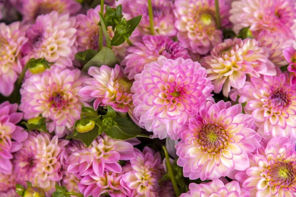 Boquet Dahlias Dans Jardin — Photo