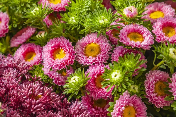 Boquet Dalias Jardín —  Fotos de Stock