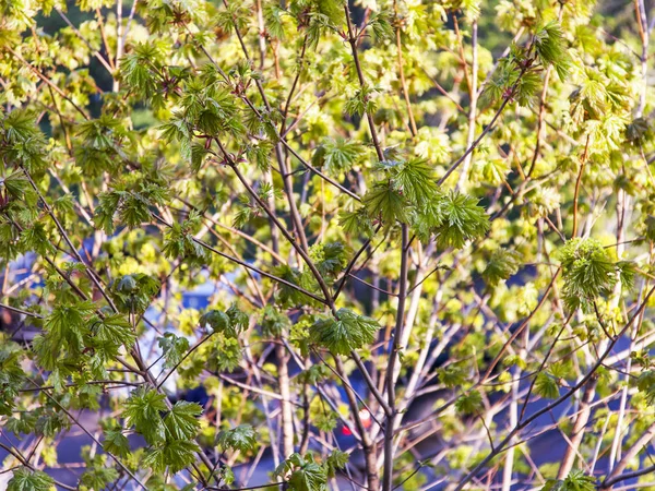 Hojas Jóvenes Una Rama Árbol Parque Primavera — Foto de Stock