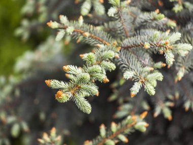 Genç filizli köknar ağacı dalı
