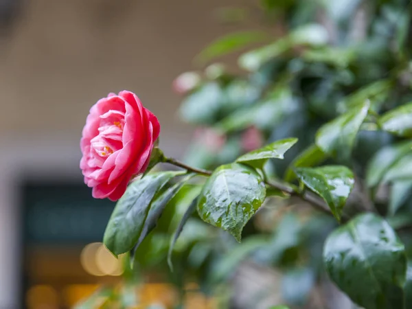 Bir Çalıüzerinde Güzel Pembe Gül — Stok fotoğraf