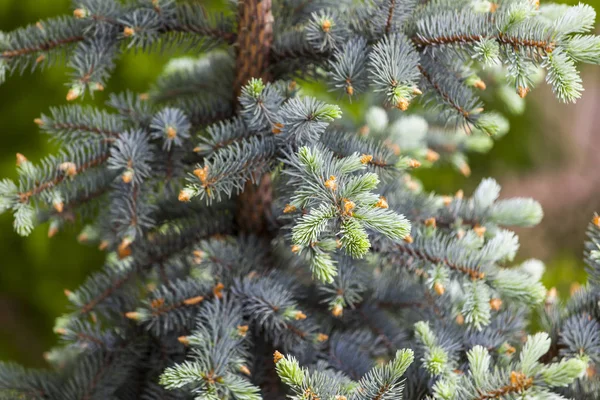 Branch Decorative Blue Fir Tree Young Sprouts — Stock Photo, Image