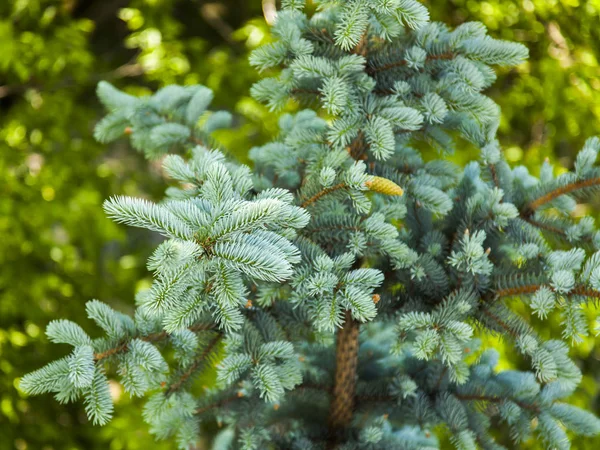 Branche Sapin Bleu Décoratif — Photo