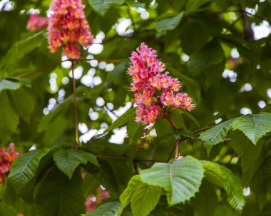 İlkbaharda parkta çiçek açan kestane