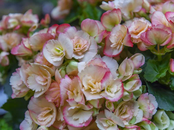 Piękny Kwiatostan Różowej Begonii — Zdjęcie stockowe