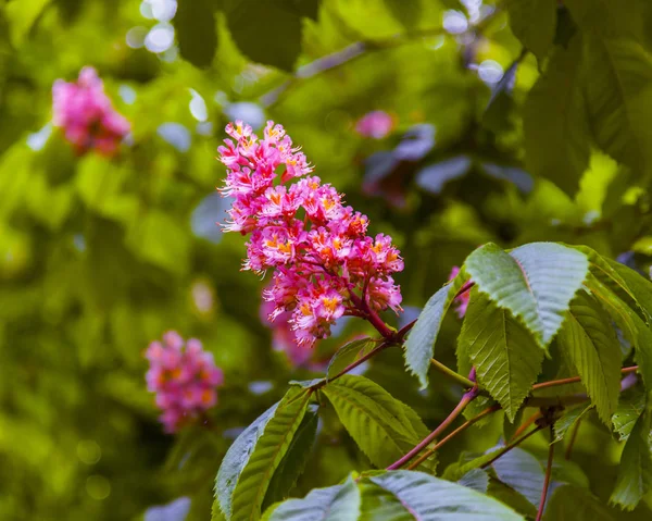 Цветущий Каштан Парке Весной — стоковое фото