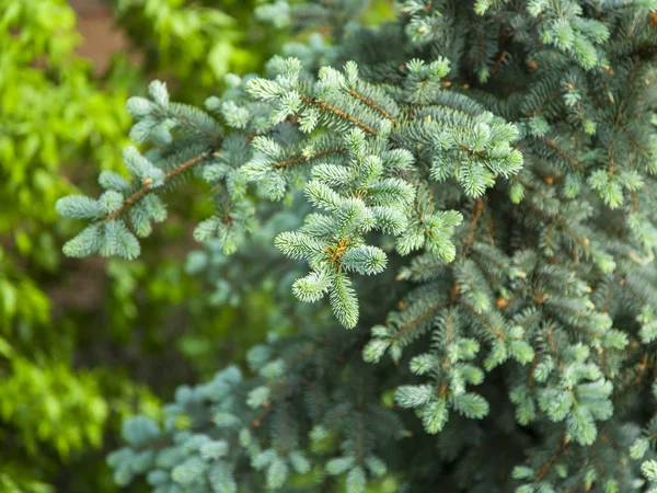 Gałąź Dekoracyjnego Błękitnego Drzewa Jodłowego Młodymi Kiełki — Zdjęcie stockowe
