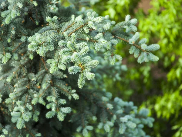 Branche Sapin Bleu Décoratif Avec Jeunes Pousses — Photo