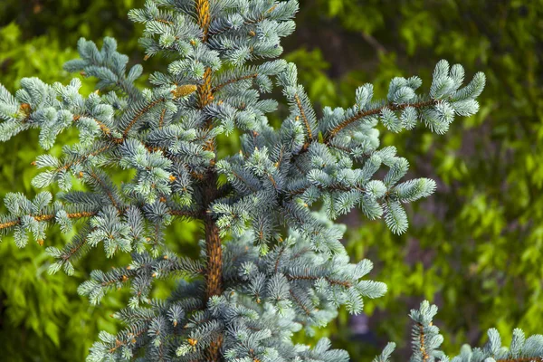 若い芽と装飾的な青いモミの木の枝 — ストック写真