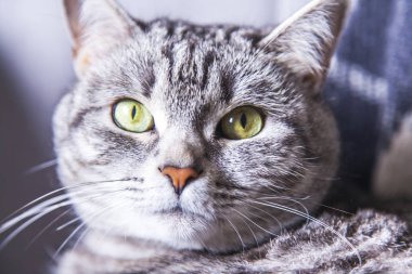 Güzel gri kedi kanepede kendini görünüyor