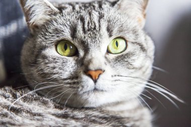 Güzel gri kedi kanepede kendini görünüyor