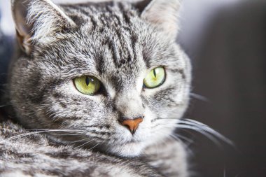 Güzel gri kedi kanepede kendini görünüyor