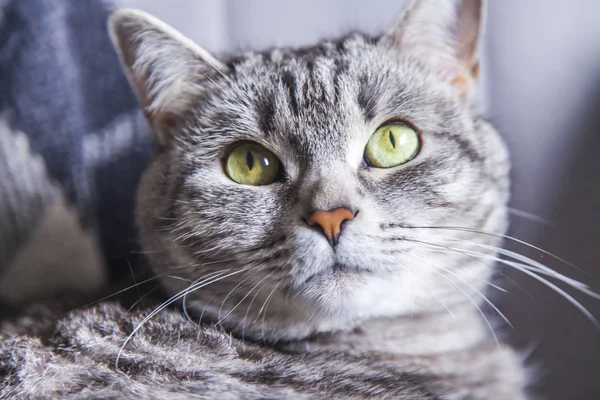 Vacker Grå Katten Soffan Ser Runt Själv — Stockfoto