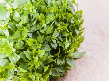 Bir masada taze fesleğen iştah açıcı demet