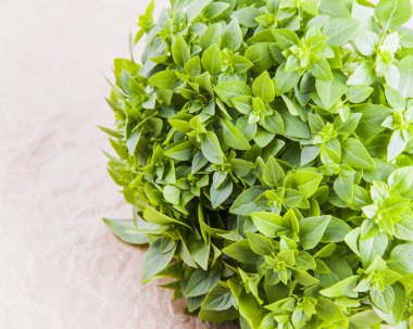 Bir masada taze fesleğen iştah açıcı demet