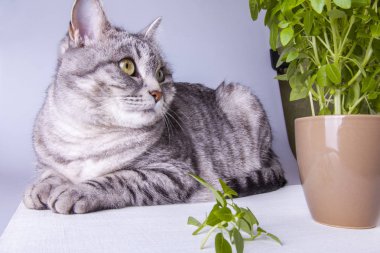 Güzel gri kedi bir masanın üzerinde yatıyor ve taze bir fesleğen kokuyor