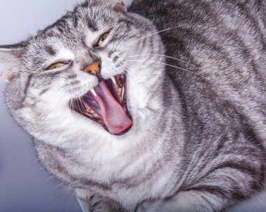 Güzel gri kedi esniyor