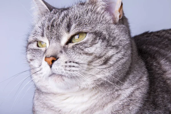 Belo Gato Cinza Sofá Olha Torno Mesma — Fotografia de Stock