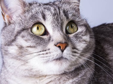 Güzel gri kedi kanepede kendini görünüyor