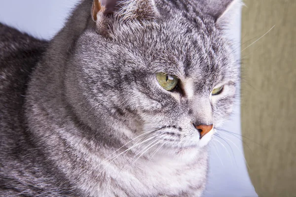 Belo Gato Cinza Sofá Olha Torno Mesma — Fotografia de Stock