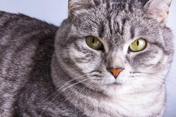 Güzel gri kedi kanepede kendini görünüyor