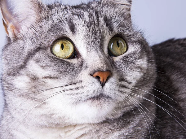 Güzel gri kedi kanepede kendini görünüyor