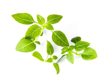 Bir masada taze fesleğen iştah açıcı yapraklar