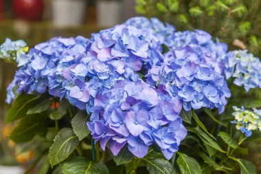 Güzel çiçek açması ortanca