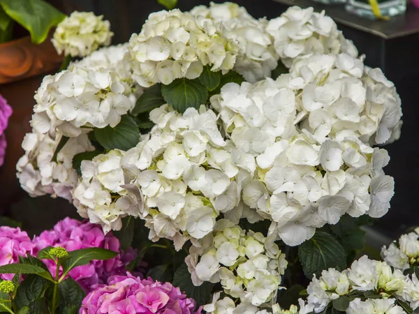 Picturesque Blossoming Hydrangea — Stock Photo, Image