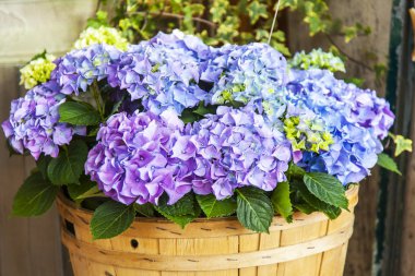 Bahçede çiçek açan pitoresk ortanca