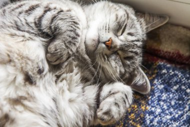 Gri kedi kanepede yatıyor