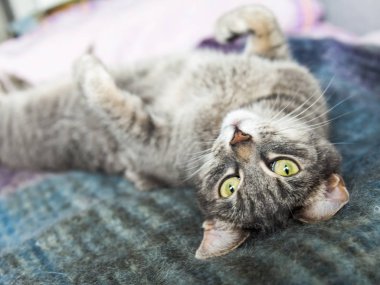 Gri kedi kanepede yatıyor