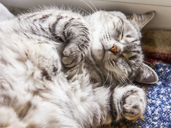 Gri Kedi Kanepede Yatıyor — Stok fotoğraf